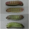 tom callimachus larva4 volg2